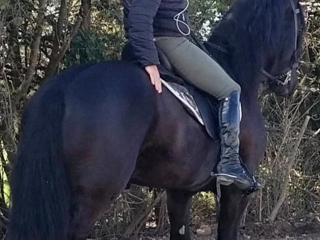 En un operativo nocturno, Toviggino sacó los caballos de la mansión de Pilar para llevarlos a la casona de un jefe del PJ