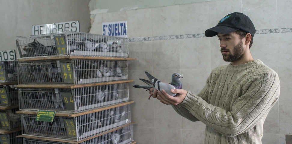 Primeras reacciones tras la votación de la Ley de Hojarasca: colombófilos se quejan por la decisión de desregular a las palomas mensajeras